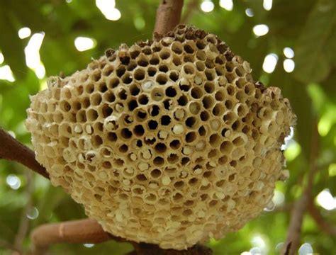 蜜蜂的窩